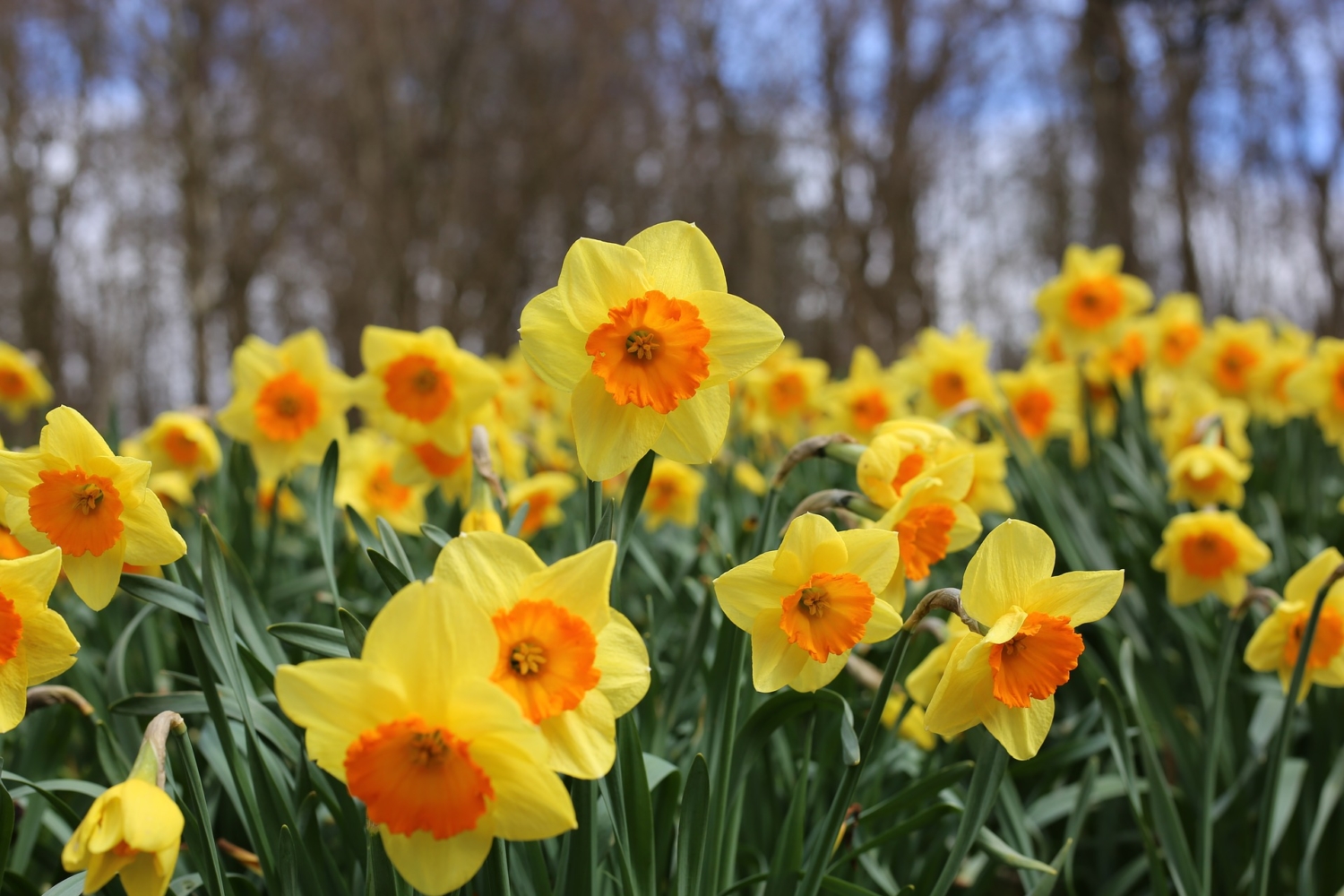 language of flowers