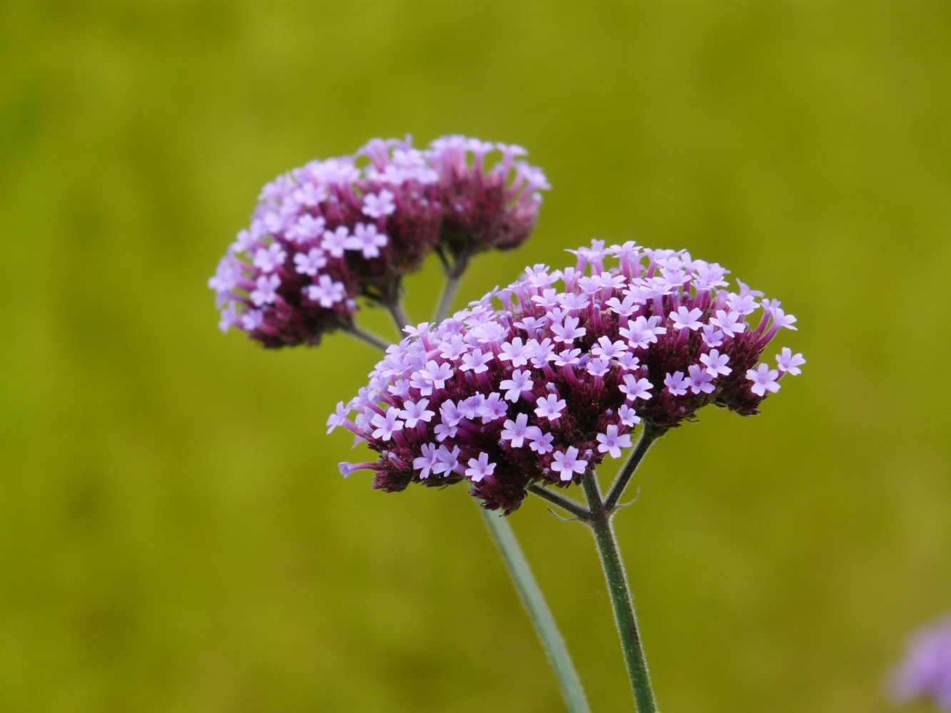 language of flowers