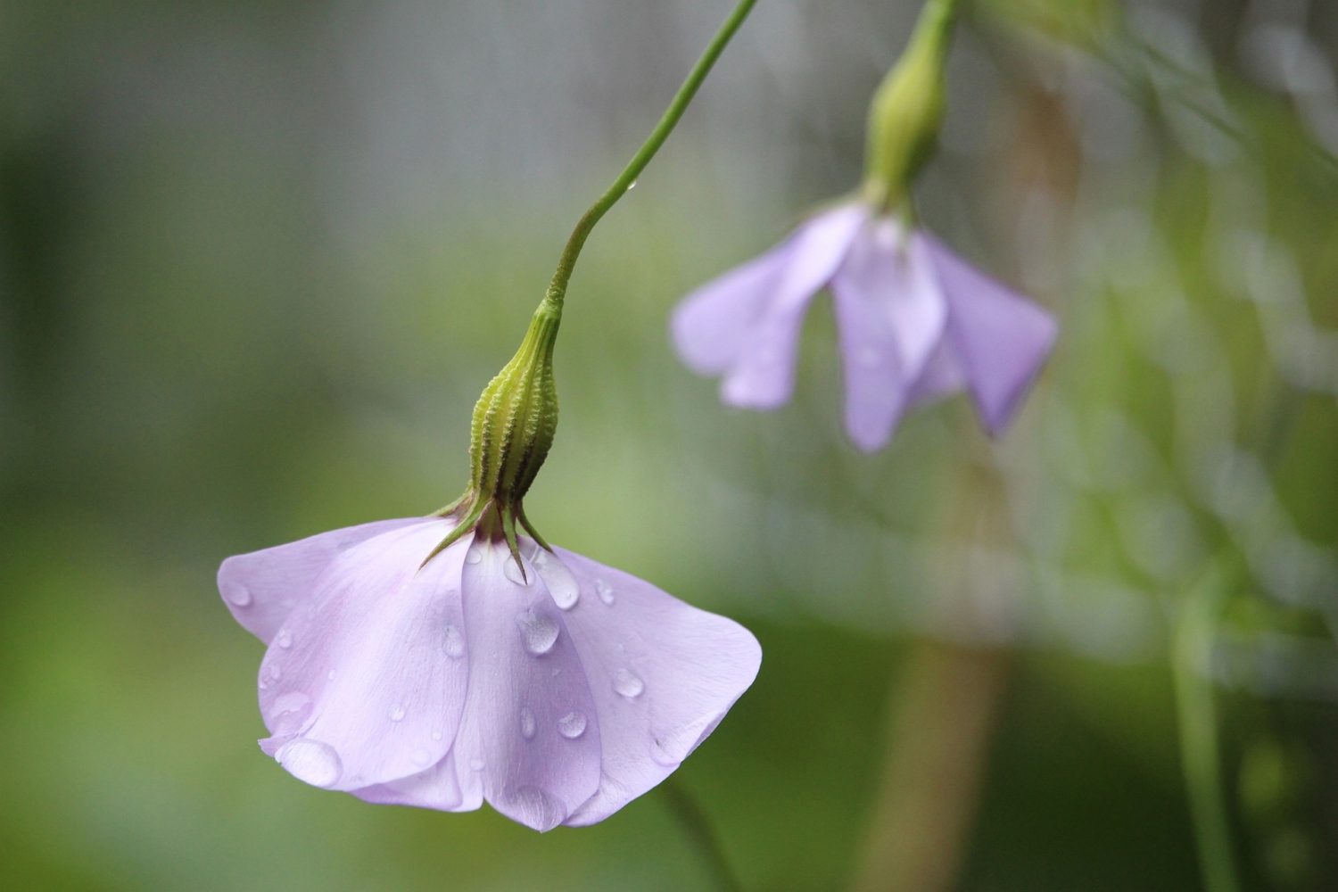 language of flowers