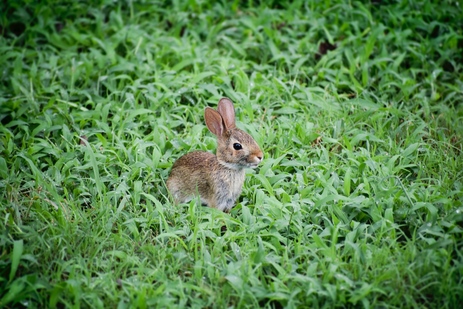 the velveteen rabbit